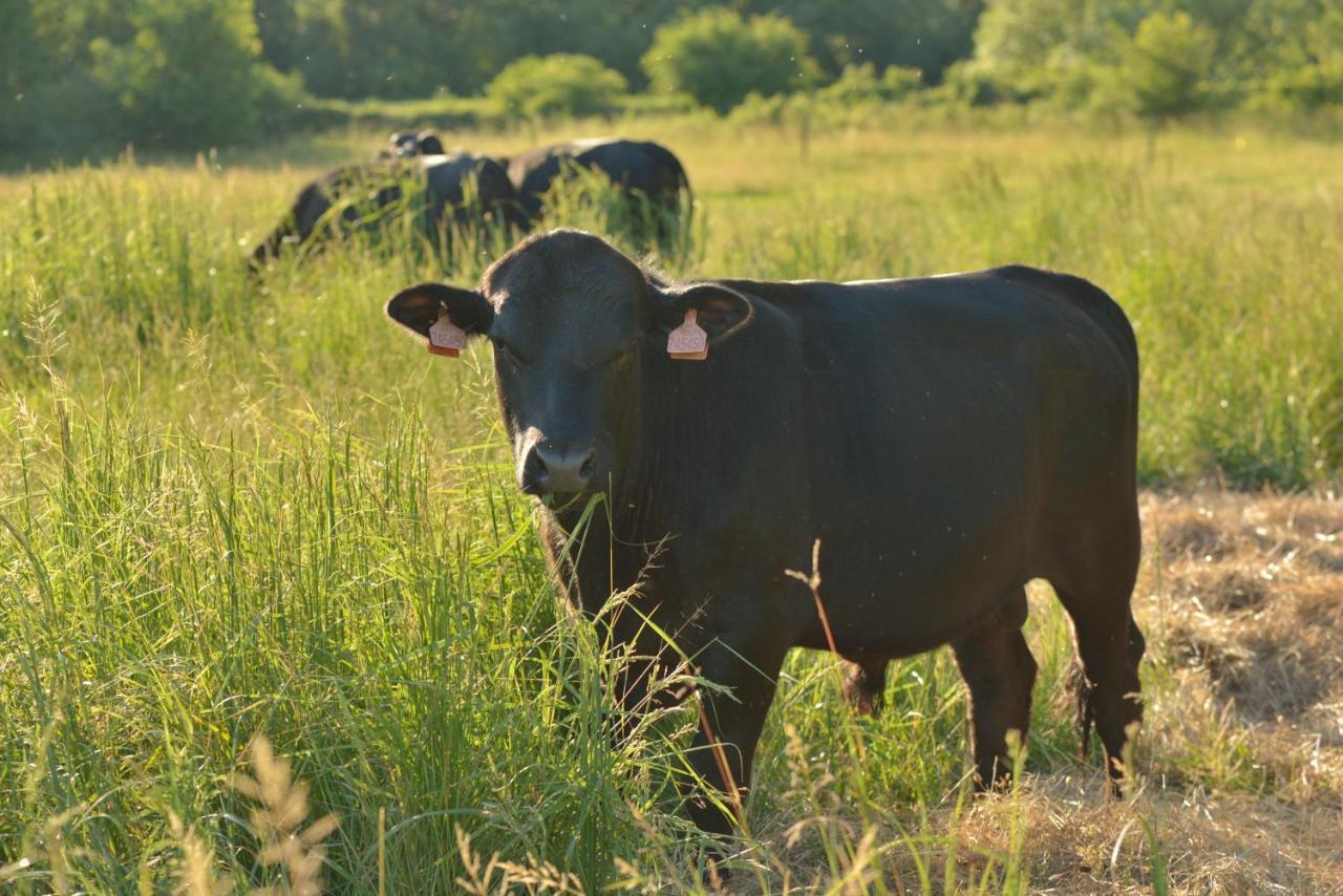 Bio Farma & Penzion Zlaty Hyl Novacany Zewnętrze zdjęcie