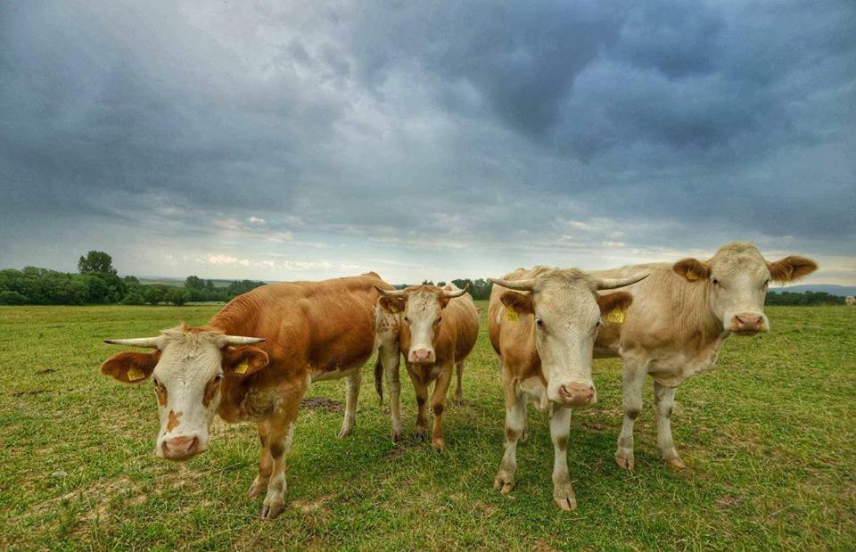 Bio Farma & Penzion Zlaty Hyl Novacany Zewnętrze zdjęcie